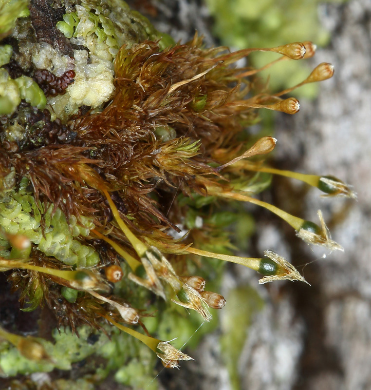 Ulota coarctata